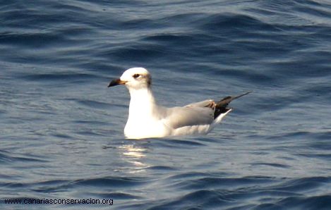 Aves Marinas Canarias Costeras Canarias Conservaci N Cetacean